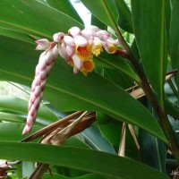 Alpinia zerumbet (Pers.) B.L.Burtt & R.M.Sm.